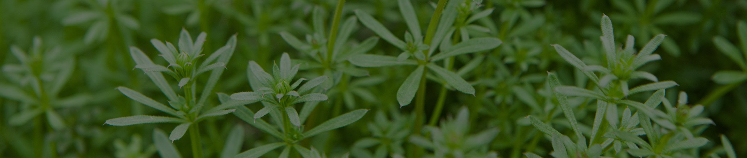 hlavicka_img_svizel_blk