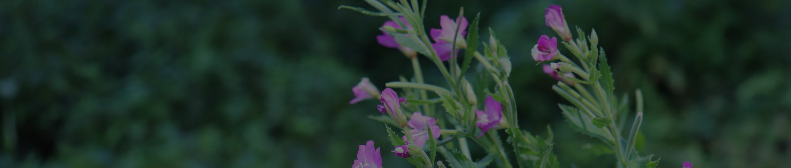 hlavicka_img_produkty_blk