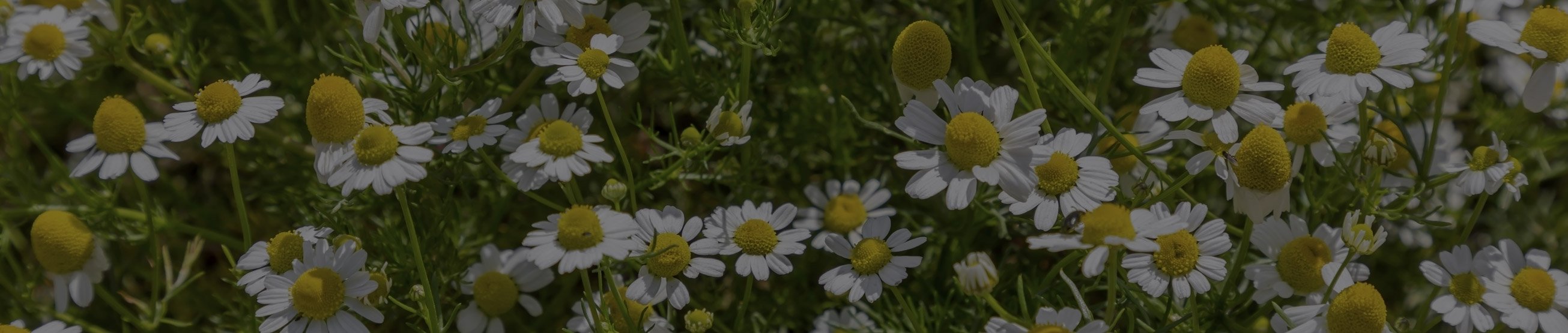 hlavicka_img_hermanek_blk