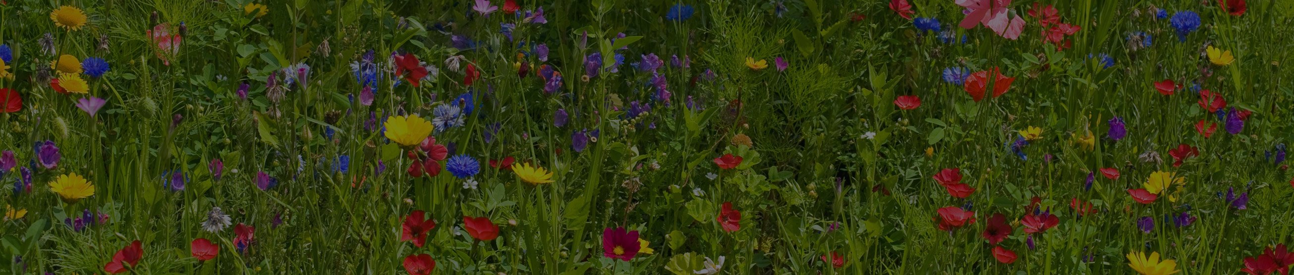 hlavicka_img_louka_blk