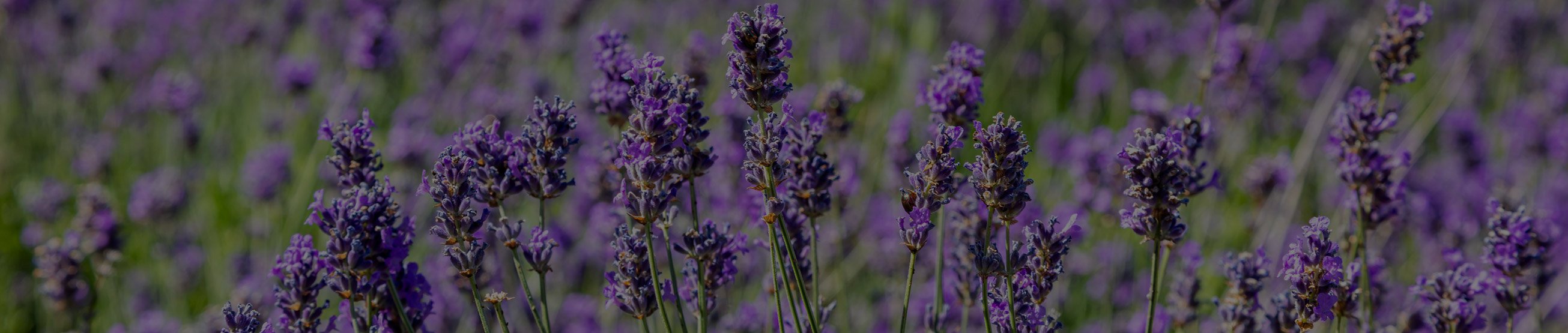 hlavicka_img_levandule_blk