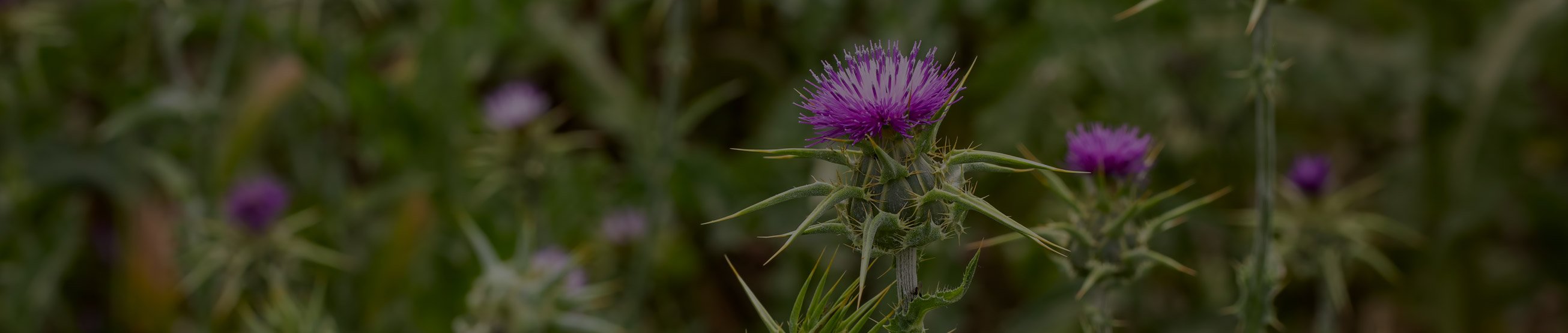 hlavicka_img_ostropestrec_blk