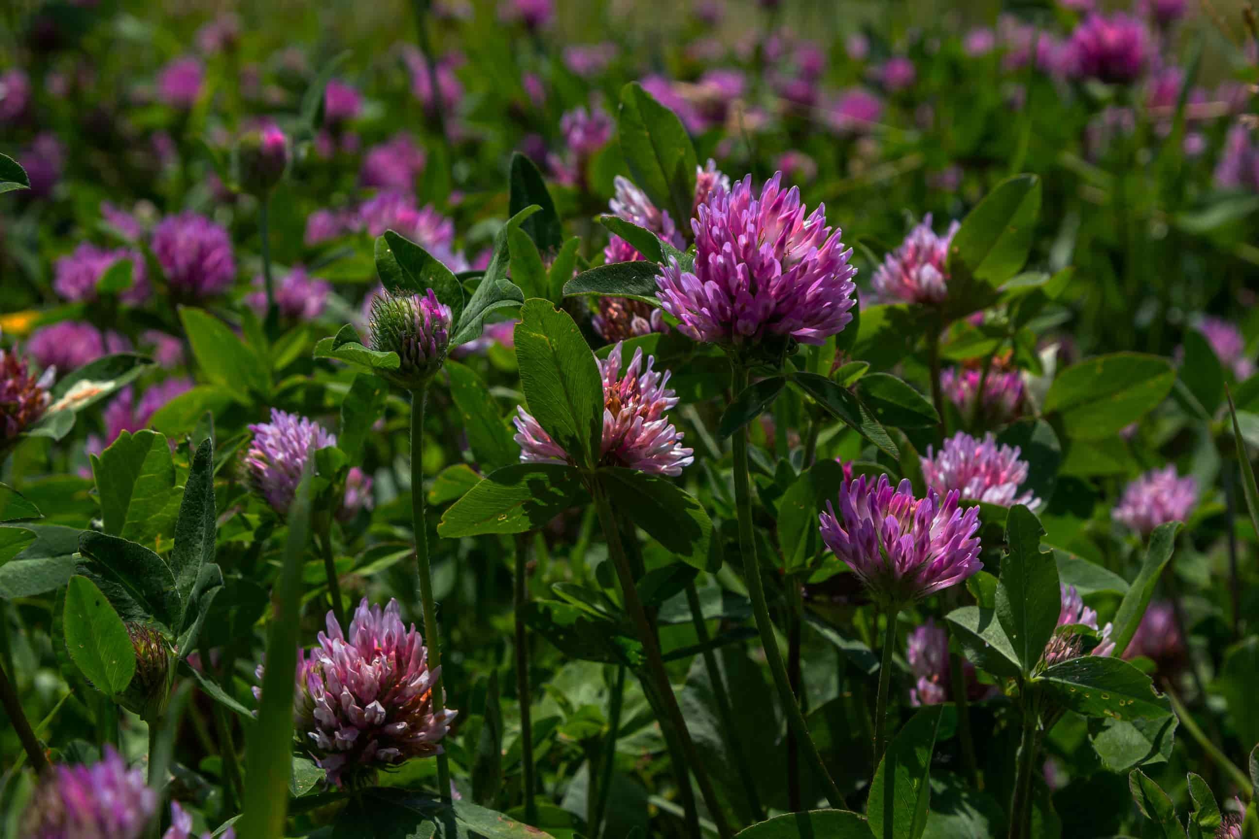 dreamstime_xxl_288863307_jetel-edited-1-min