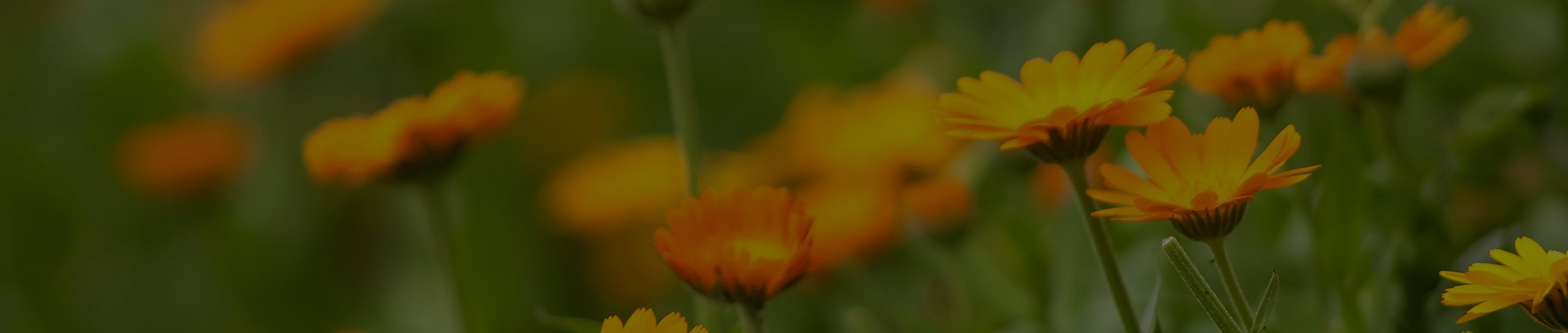 hlavicka_img_mesicek_blk